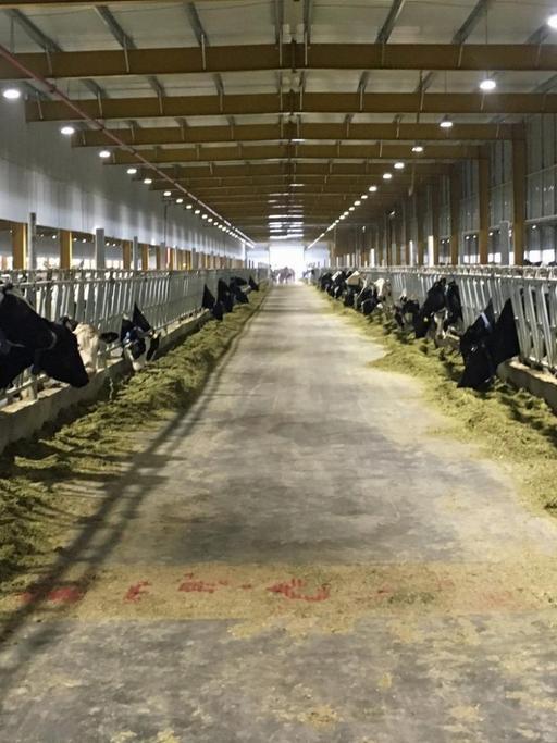 Riesige Kuhställe in der Wüste Riesige Kuhställe in der Wüste