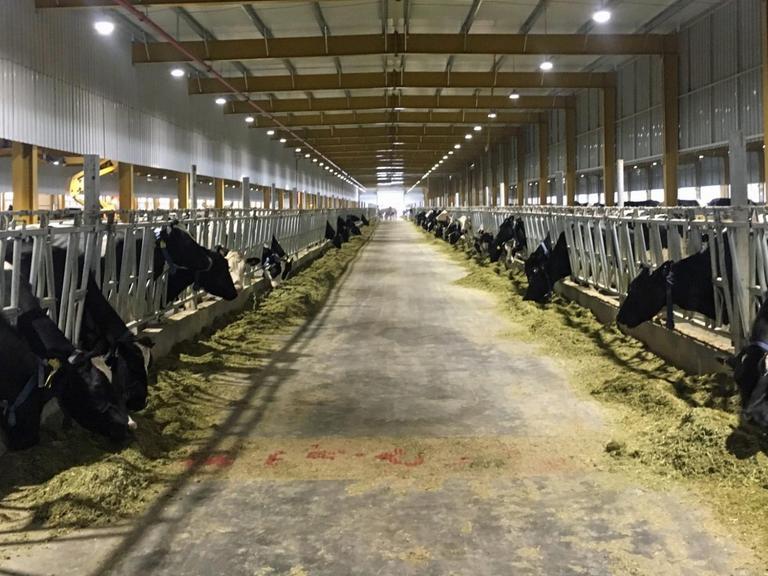 Riesige Kuhställe in der Wüste Riesige Kuhställe in der Wüste