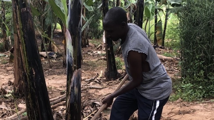 David Mahirwa aus dem Kongo, Bewohner des Flüchtlingsdorfs Nakivale in Uganda, beim Zerteilen einer abgestorbenen Bananenstaude
