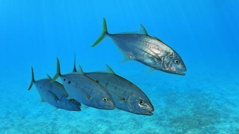 Vier Schmarotzer-Makrelen (Carangoides gymnostethus) in hellblauem Wasser über einer Seegraswiese.