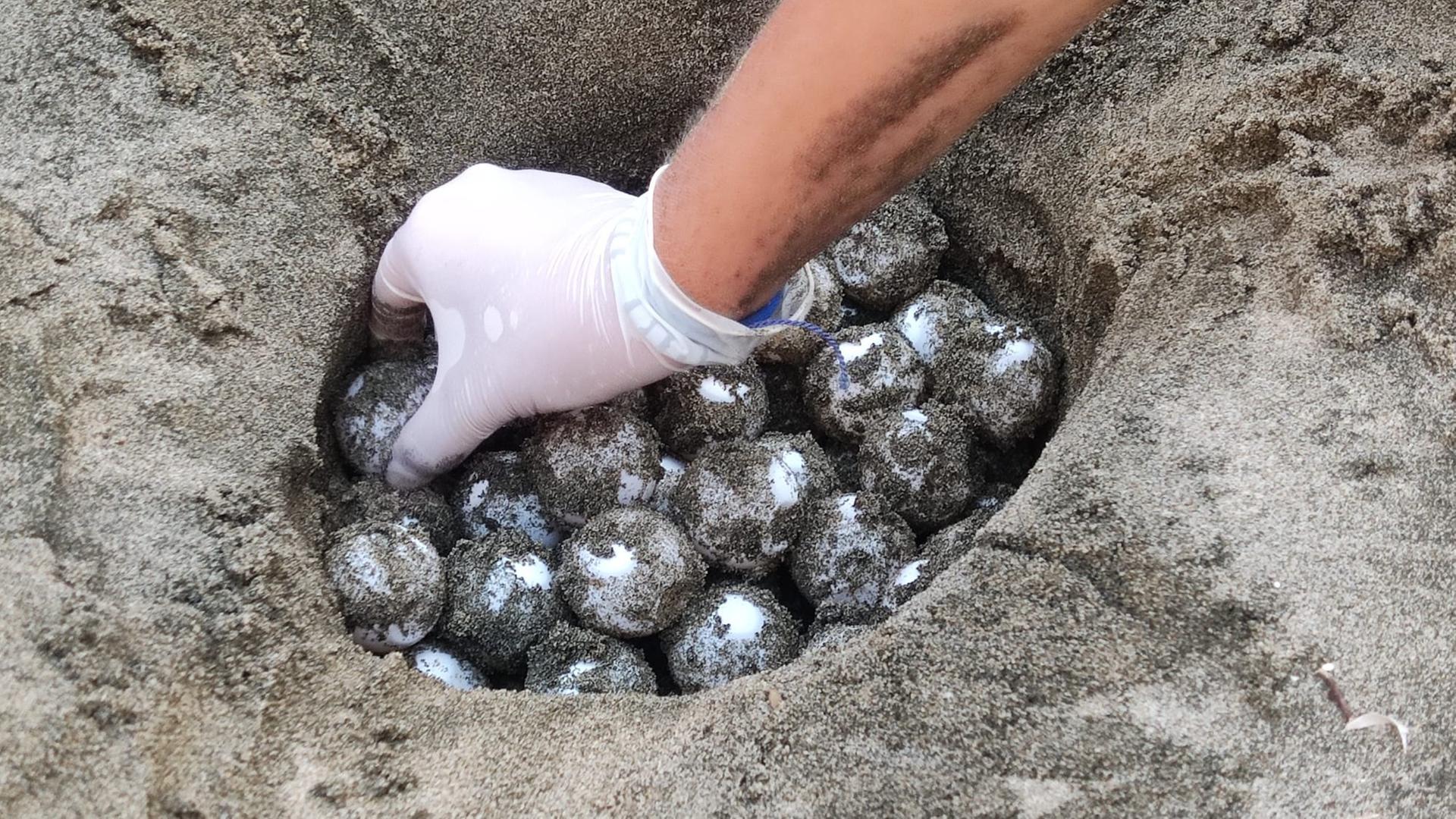 Ein Schildkrötennest an einem italienischen Strand ist voll mit Eiern. Ein Schildkrötennest an einem italienischen Strand ist voll mit Eiern.