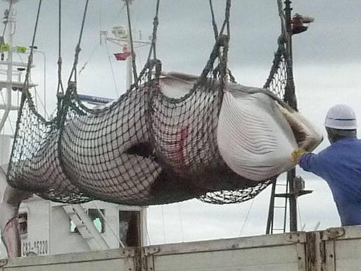 Ein Zwergwal im Netz eines Walfängers wird im Hafen von Kushiro in Nordjapan abgeladen.