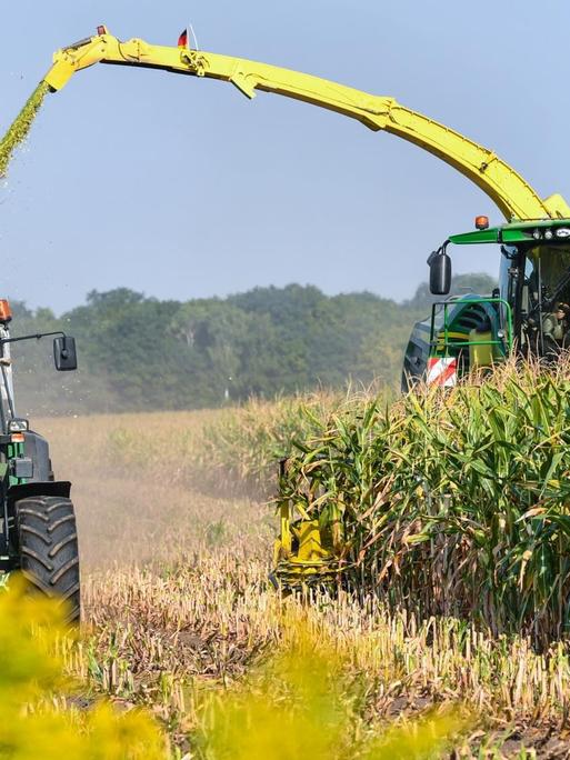 Ein Feldhäcksler erntet Maispflanzen für eine Biogasanlage und befördert diese zerkleinert auf einen daneben fahrenden Traktor mit Anhängern.