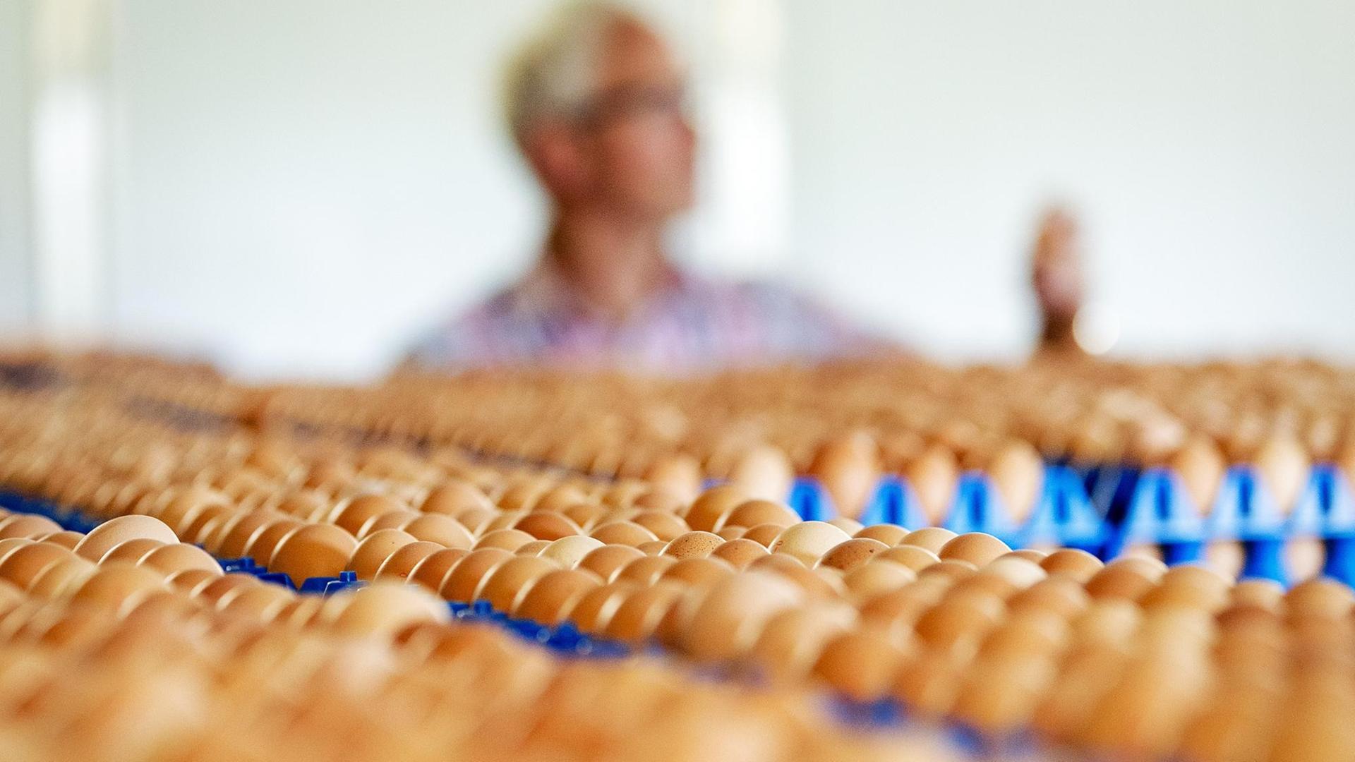 Viele Eier sind auf Paletten in den Niederlanden zu sehen.