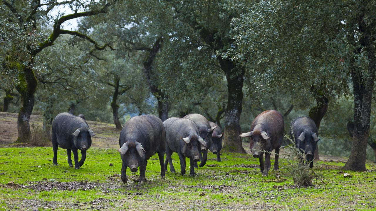 Ibéico-Schweine im spanischen Huelva, Andalusien