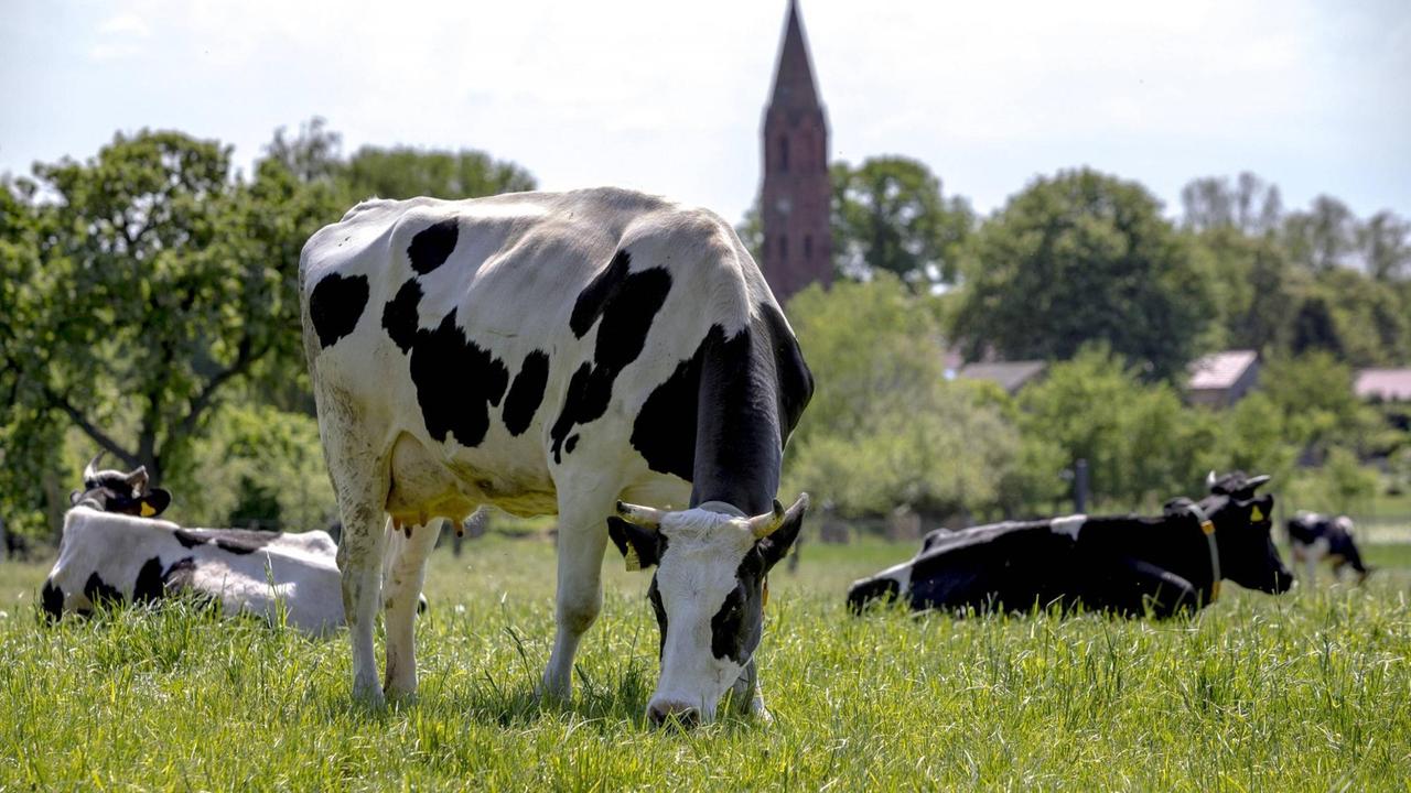 Eine Kuh steht grasend auf der Weide. Im Hintergrund ist der Kirchturm von Brodowin zu sehen.