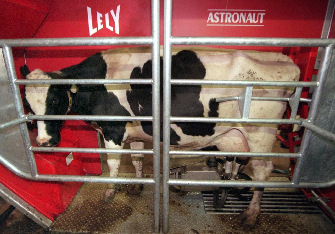 Im Bebraer Ortsteil Iba (Kreis Hersfeld-Rotenburg) kommt auf dem landwirtschaftlichen Anwesen der Familie Langhans am 4. November 1998 der erste Melkroboter Hessens zum Einsatz. Gelockt von schmackhaften Kraftfutter gehen die Kühe bis zu viermal am Tag in den Melkautomat. Dabei nehmen sei zuvor sogar Schlangestehen in Kauf. Bei rund 220 Melkungen am Tag kann der Automat bis zu 2400 Liter Milch absaugen. Ein Datenträger am Kuhhalsband sagt dem Computer, wann die Kuh zuletzt da war und wieviel Milch zu erwarten ist. Die Kosten für den Roboter belaufen sich auf 300000 Mark. | Verwendung weltweit