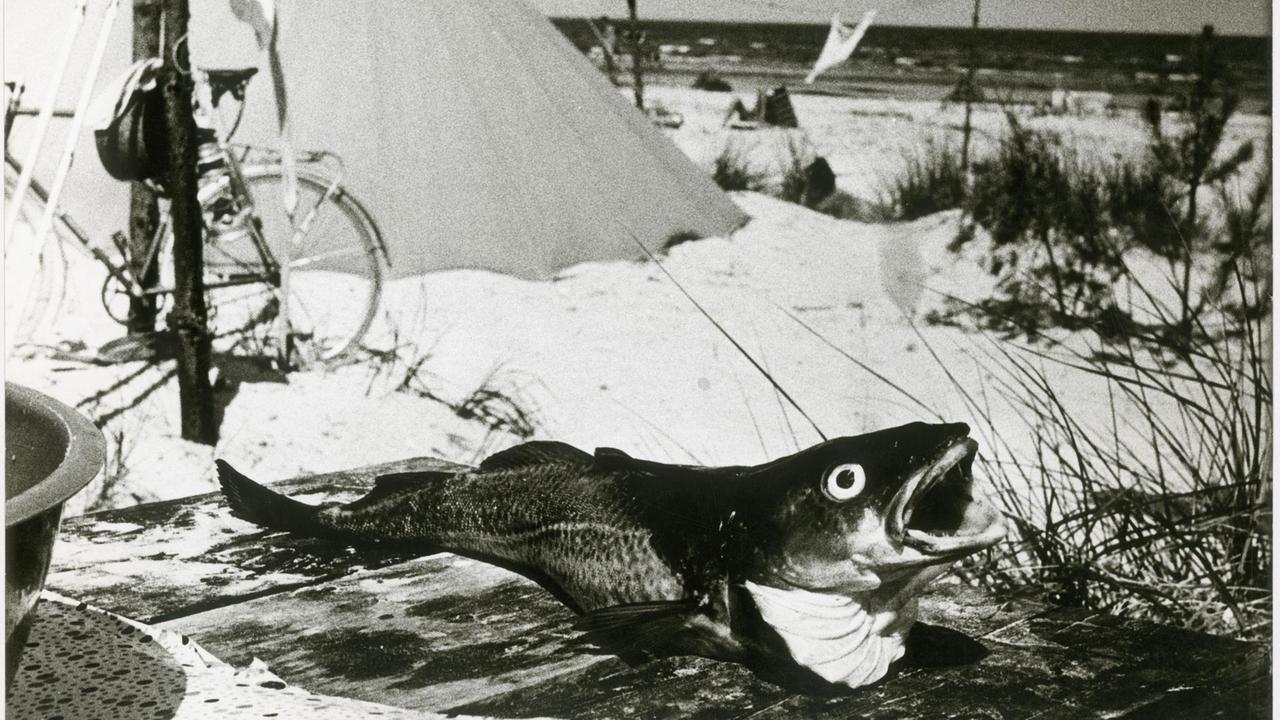 Ein Fisch liegt mit geöffneten Mund auf einer Holzfläche an einem Strand neben einem Zelt.