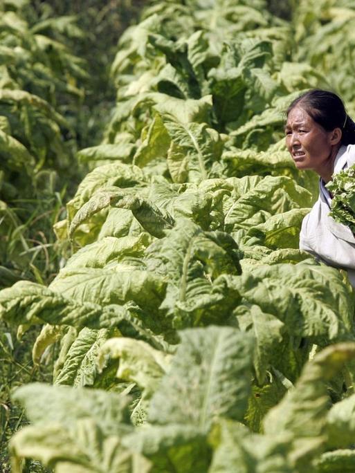 Eine Arbeiterin während der Tabak-Ernte in Youyang, China.