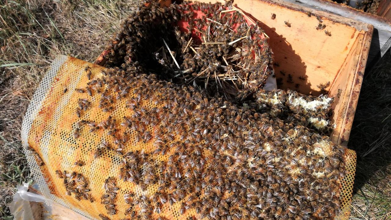 Wabe mit vielen Bienen