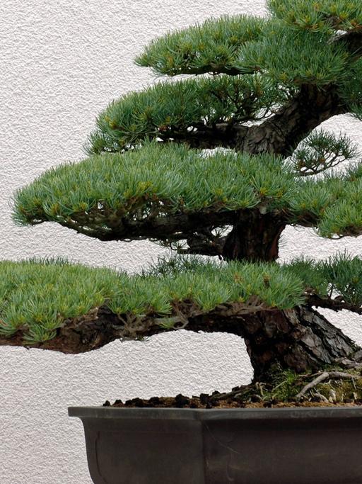 Ein Bonsai-Baum