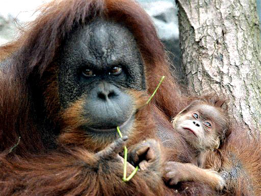Orang-Utan mit Nachwuchs im Hamburger Zoo Hagenbeck
