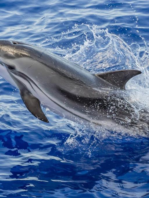 Ein aus dem Wasser springender Delfin