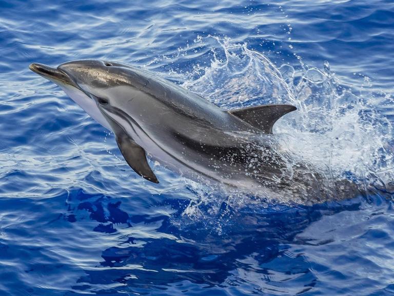 Ein aus dem Wasser springender Delfin