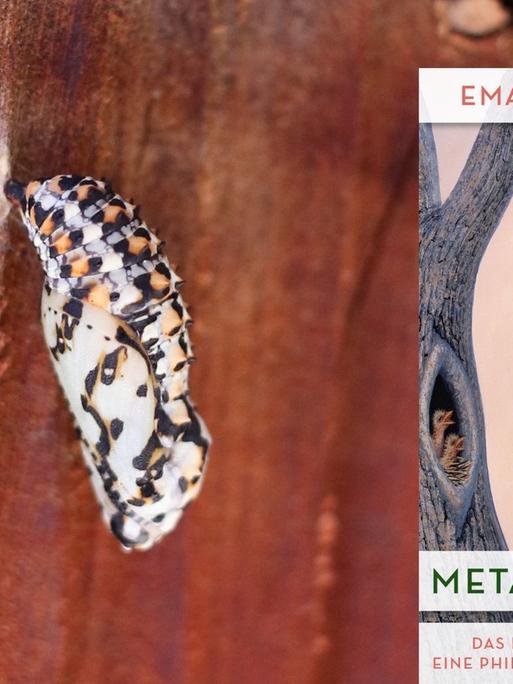Schmetterlingspuppe und das Buchcover zu Emanuele Coccia: „Metamorphosen"