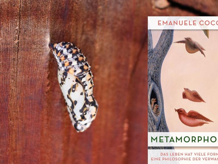 Schmetterlingspuppe und das Buchcover zu Emanuele Coccia: „Metamorphosen"