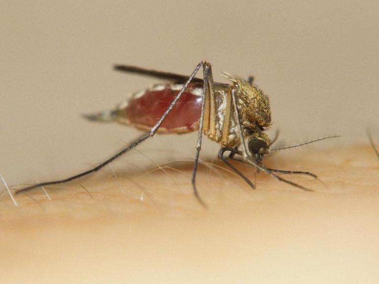 Eine Mücke sitzt auf einem behaarten Arm und sticht.