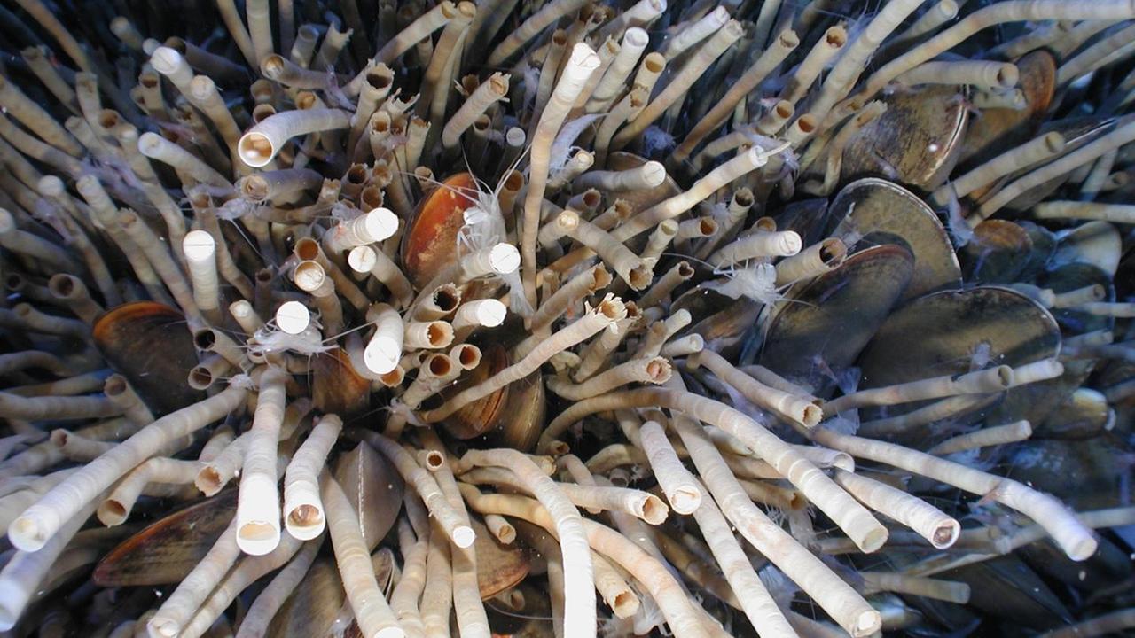 Die Wurmart Escarpia laminata kann offenbar bis zu 250 Jahre alt werden.
