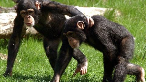 Zwei Schimpansen-Kinder laufen gemeinsam über den Rasen ihres Geheges "Pongoland" im Leipziger Zoo.