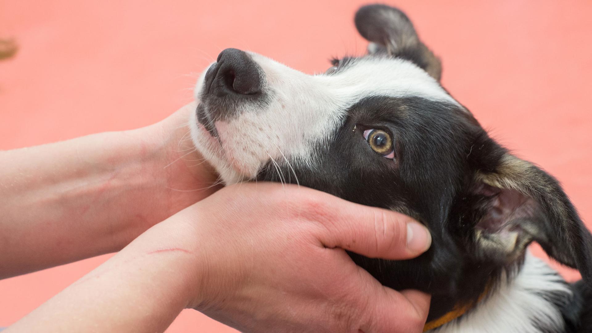 Border Collie Welpe Zazu ist Therapiehund in Ausbildung. Im Martin-Gropius-Krankenhaus Eberswalde soll er psychisch kranken Patienten dabei helfen, ein Stück weit in die Normalität zurück zu finden.