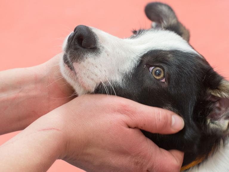Border Collie Welpe Zazu ist Therapiehund in Ausbildung. Im Martin-Gropius-Krankenhaus Eberswalde soll er psychisch kranken Patienten dabei helfen, ein Stück weit in die Normalität zurück zu finden.