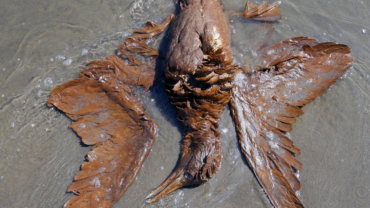 Ein ölverschmierter toter Vogel am Strand.