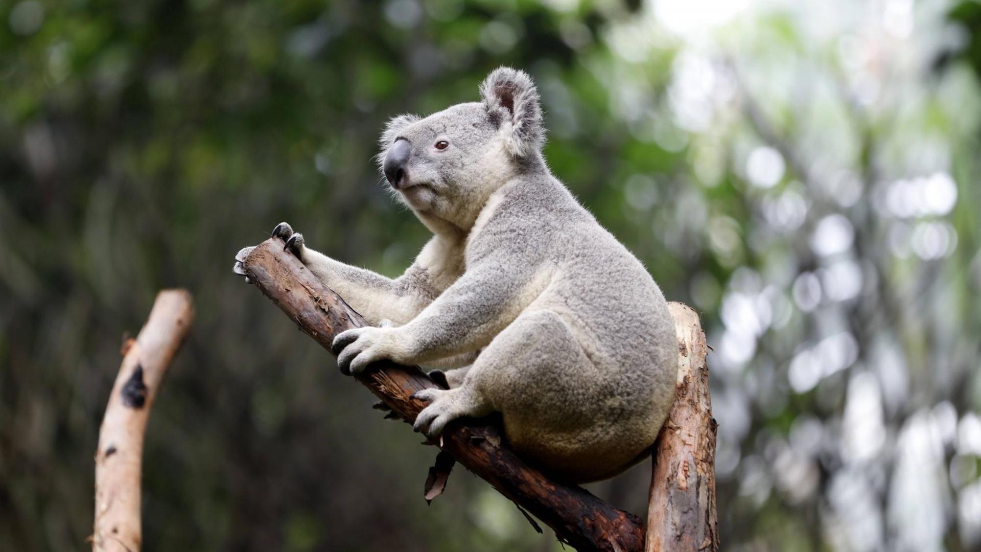 Ein Koala ruht sich auf einem Zweig aus Ein Koala ruht sich auf einem Zweig aus