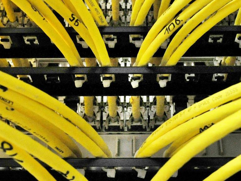 Zahlreiche Netzwerkkabel stecken in einem Serverraum in Berlin in einem Netzwerkverteiler.