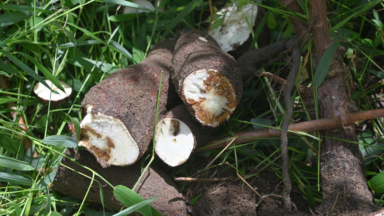 Wurzel der Cassava-Pflanze, mit Cassava brown streak virus infiziert (© Stephan Winter/DSMZ)