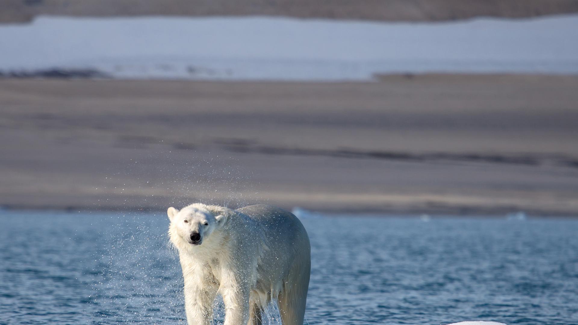 Ein Eisbär treibt auf seiner Scholle vor Spitzbergen.