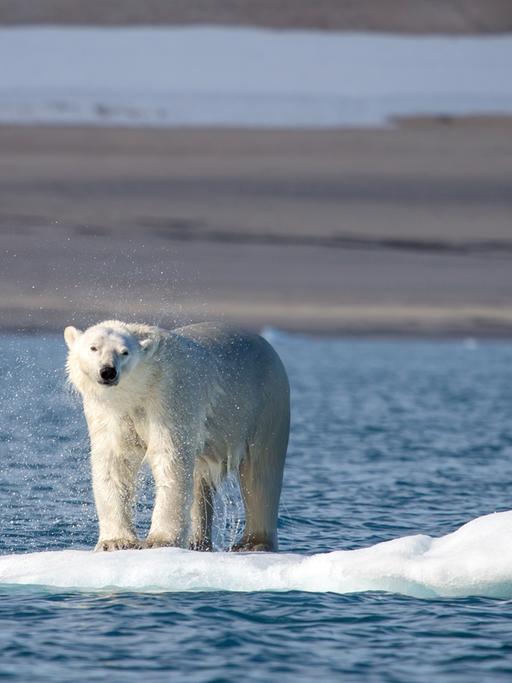 Ein Eisbär treibt auf seiner Scholle vor Spitzbergen.