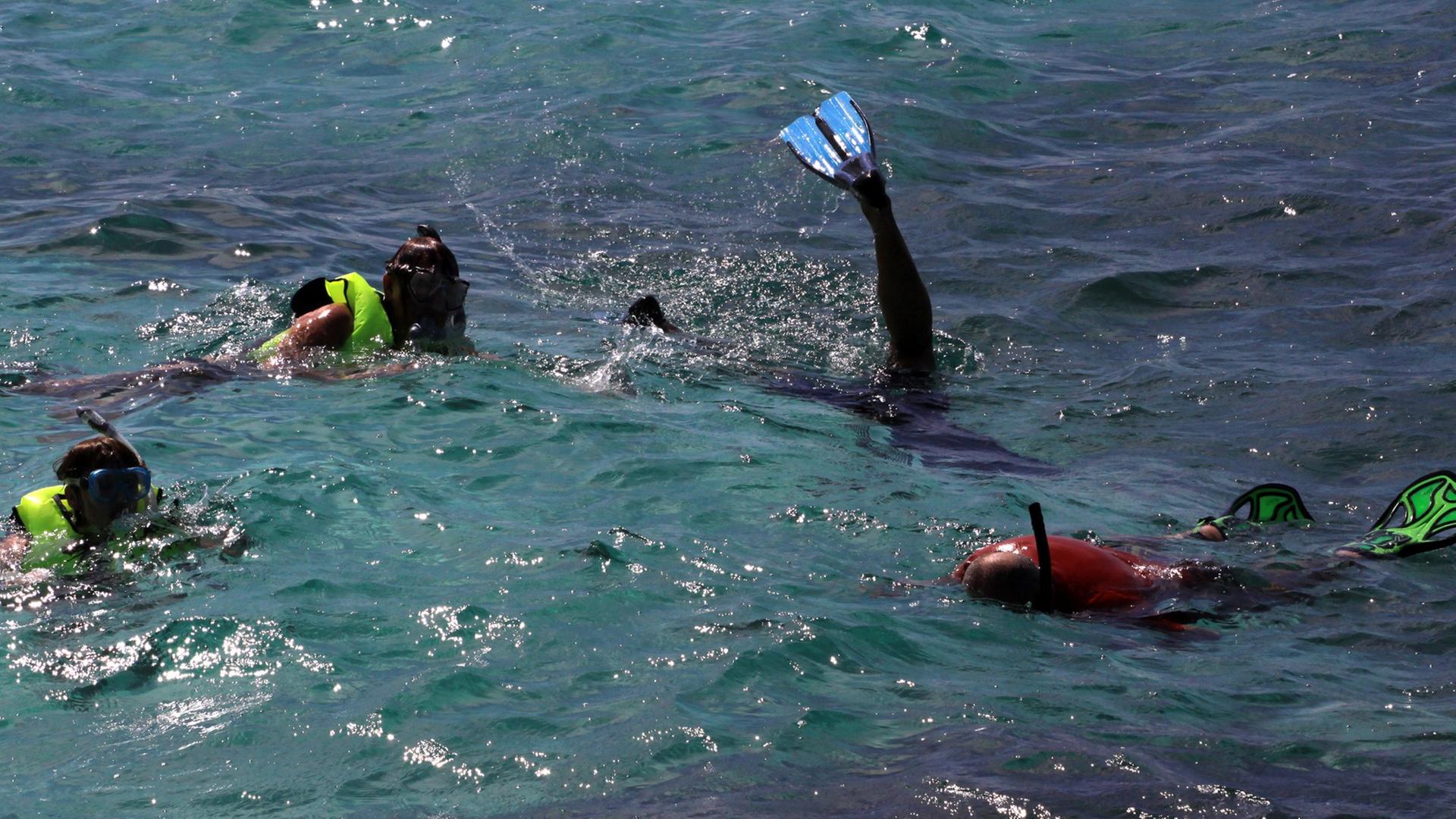 Taucher betrachten beim Schnorcheln an der "Playa Esmeralda" bei Guardalavaca auf Kuba am 26.04.2014 die "Schätze" der Unterwasserwelt.