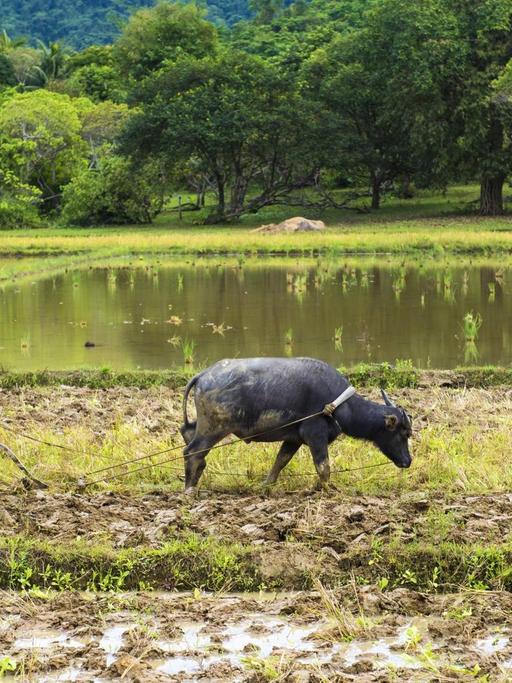 Ein Bauer pflügt mit seinem Wasserbüffel ein Reisfeld auf der Insel Palawan.