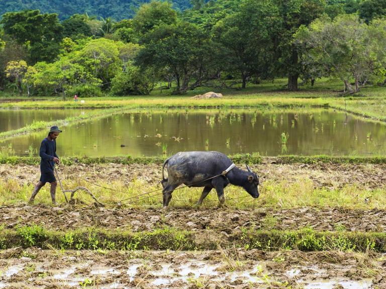Ein Bauer pflügt mit seinem Wasserbüffel ein Reisfeld auf der Insel Palawan.