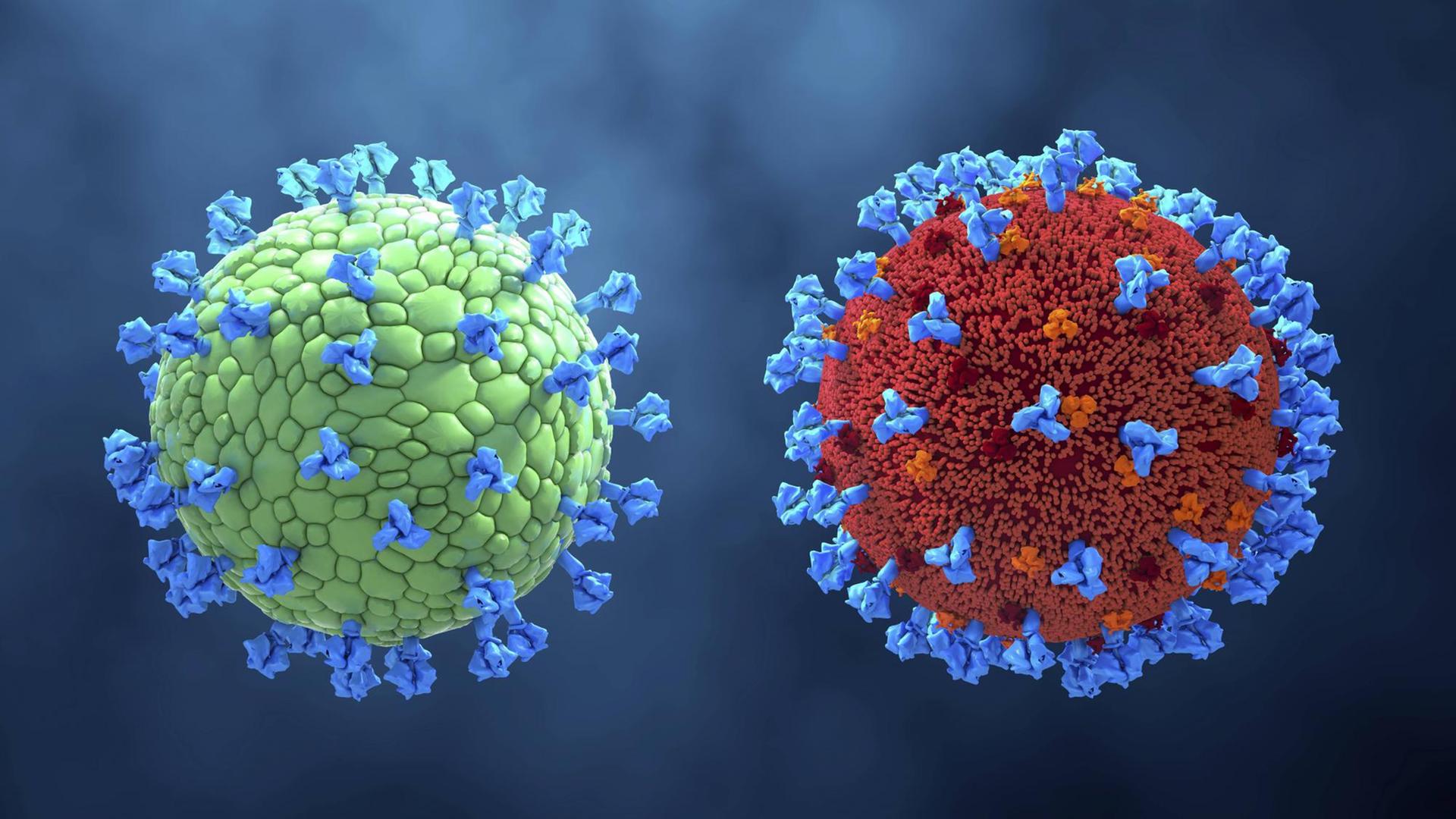 Computergenerierte Darstellung zweier Coronaviren in Rot und Grün