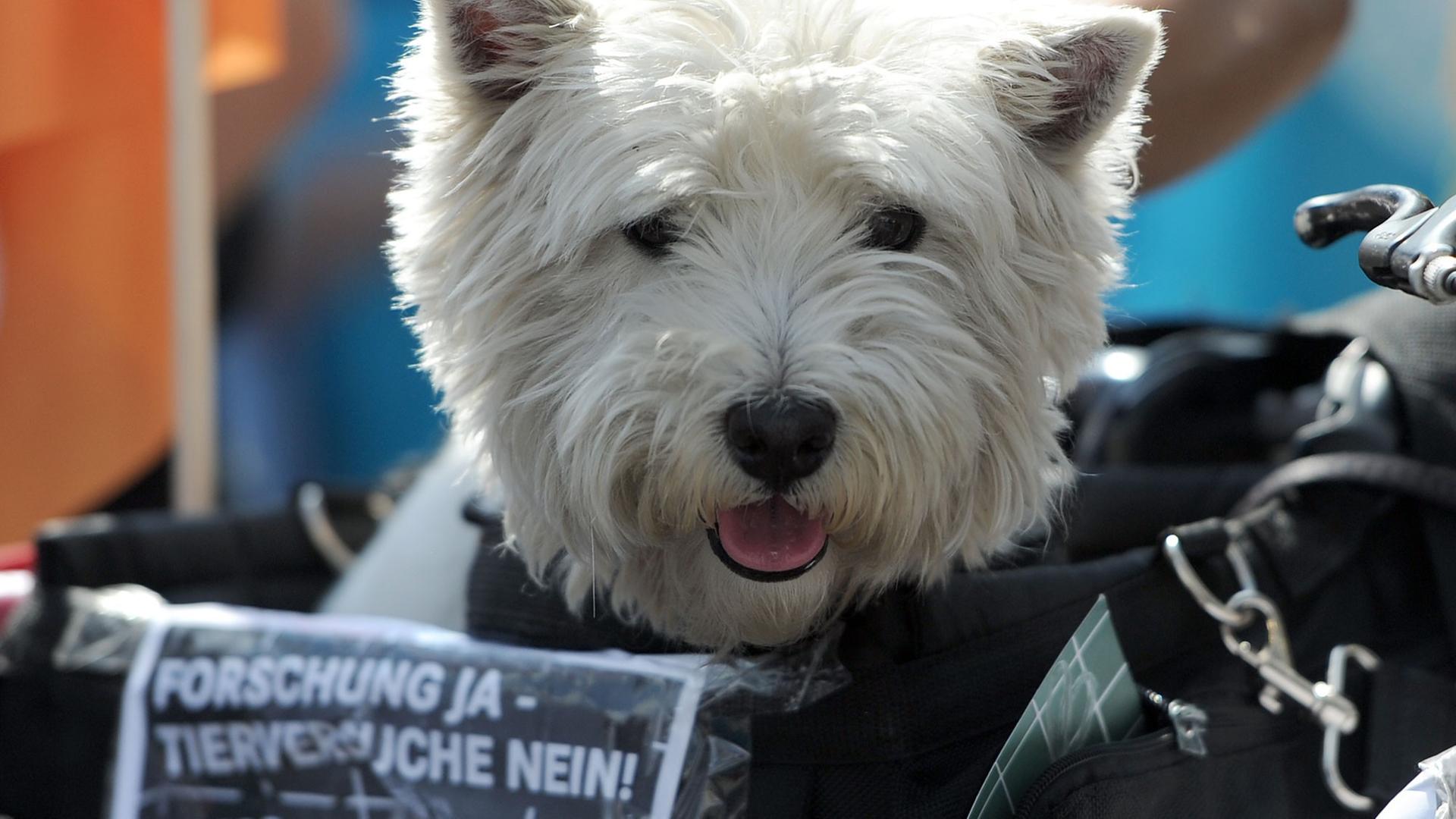 Ein Hund sitzt am 26.04.2014 bei einer Demonstration in Berlin in einem Korb auf dem das Motto der Protestaktion "Forschung ja - Tierversuche nein!"