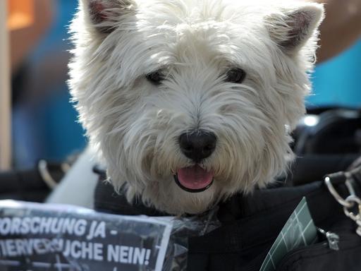 Ein Hund sitzt am 26.04.2014 bei einer Demonstration in Berlin in einem Korb auf dem das Motto der Protestaktion "Forschung ja - Tierversuche nein!"