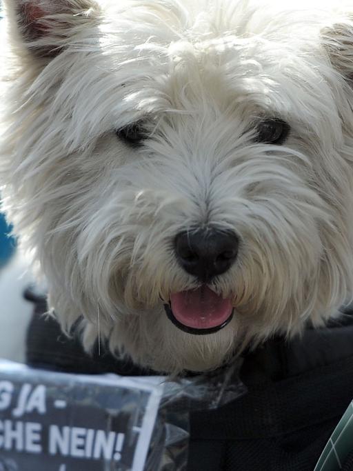 Ein Hund sitzt am 26.04.2014 bei einer Demonstration in Berlin in einem Korb auf dem das Motto der Protestaktion "Forschung ja - Tierversuche nein!"