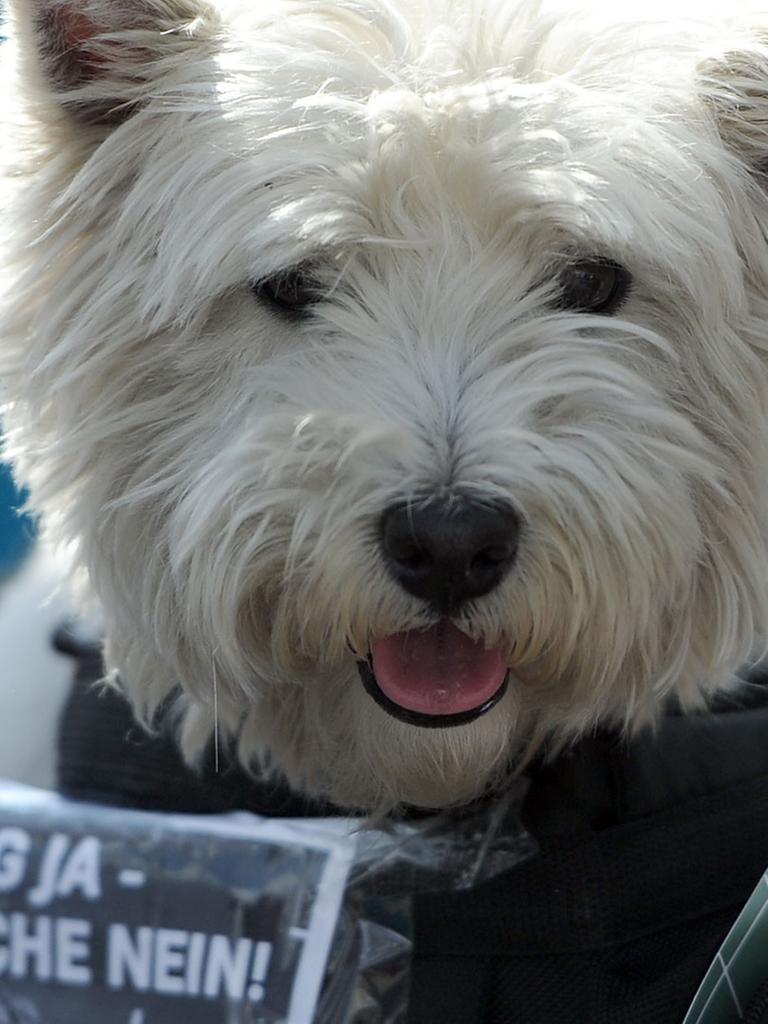Ein Hund sitzt am 26.04.2014 bei einer Demonstration in Berlin in einem Korb auf dem das Motto der Protestaktion "Forschung ja - Tierversuche nein!"