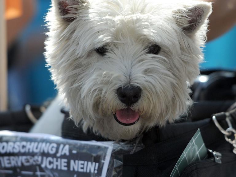 Ein Hund sitzt am 26.04.2014 bei einer Demonstration in Berlin in einem Korb auf dem das Motto der Protestaktion "Forschung ja - Tierversuche nein!"