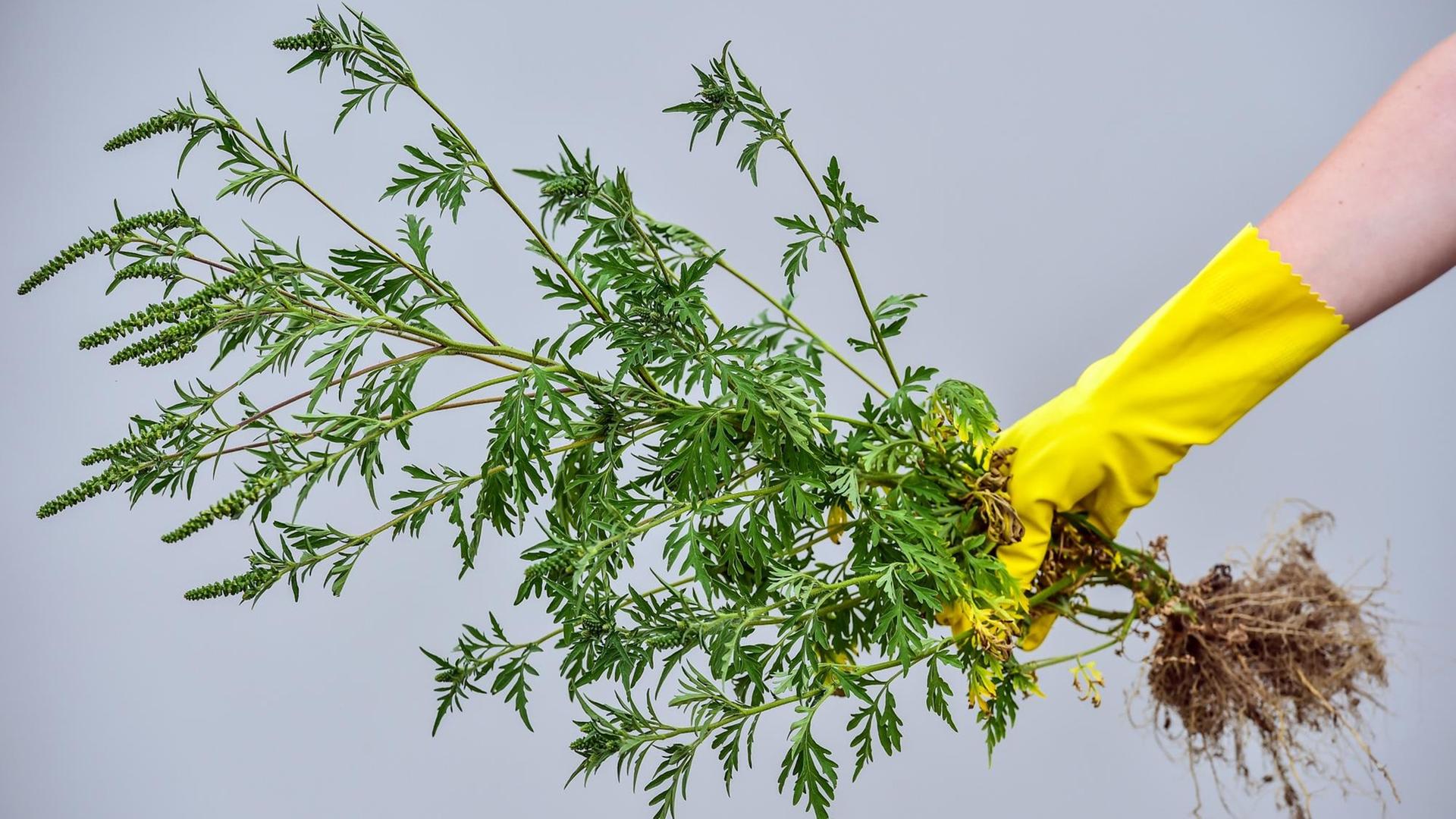 Eine ausgerissene Beifuß-Ambrosiapflanze (Ambrosia artemisifolia) wird am 12.07.2016 nahe Vetschau (Brandenburg) von einer Hand im Gummihandschuh gehalten.