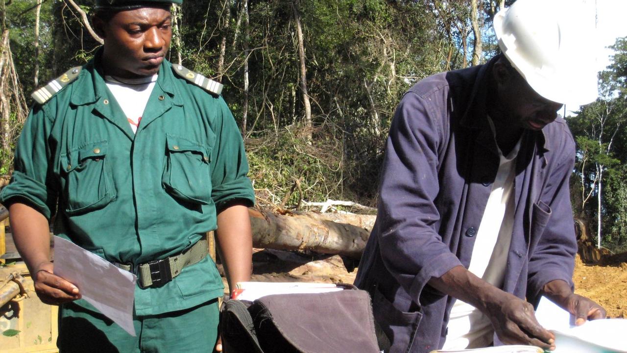 Ein staatlicher Mitarbeiter in Kamerun kontrolliert eine Holzfirma beim Fällen von Bäumen im Regenwald 