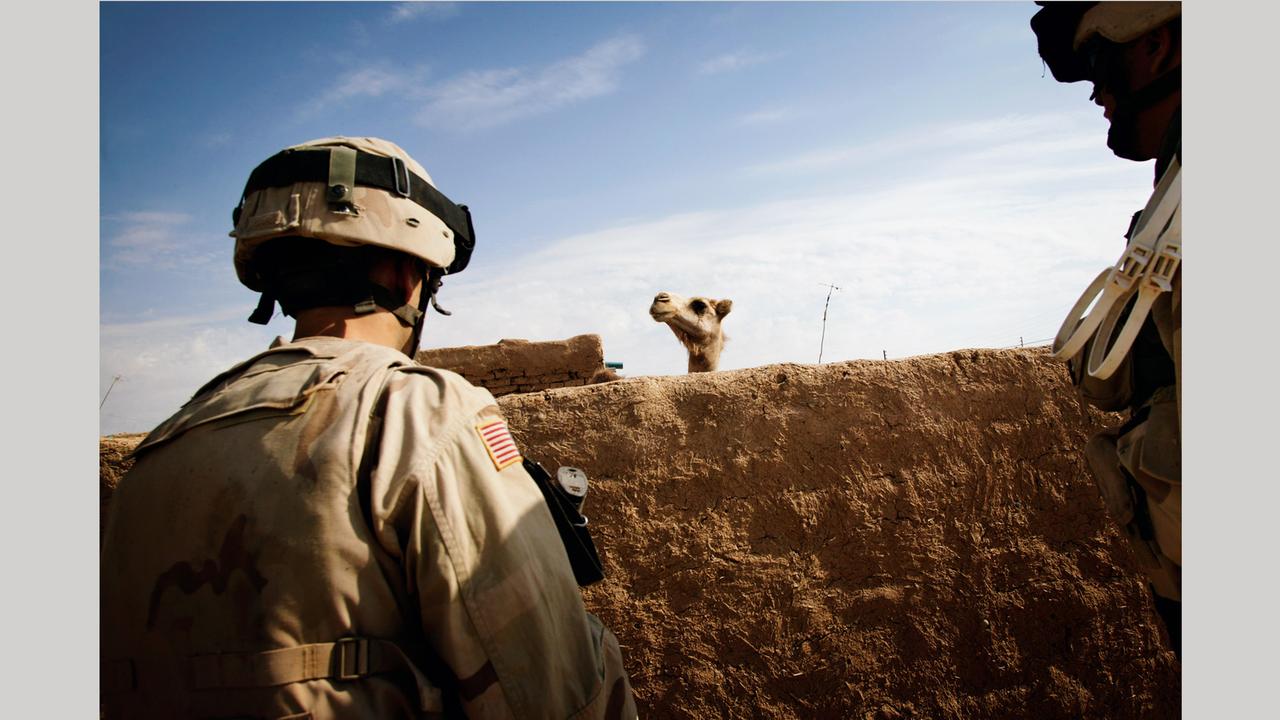 Der Kopf eines Kamels ist hinter einer Mauer zu sehen, davor zwei US-Soldaten von hinten im Jahr 2005 im Irak: Foto aus dem Bildband "hello camel" von Christoph Bangert über die Absurdität von Krieg