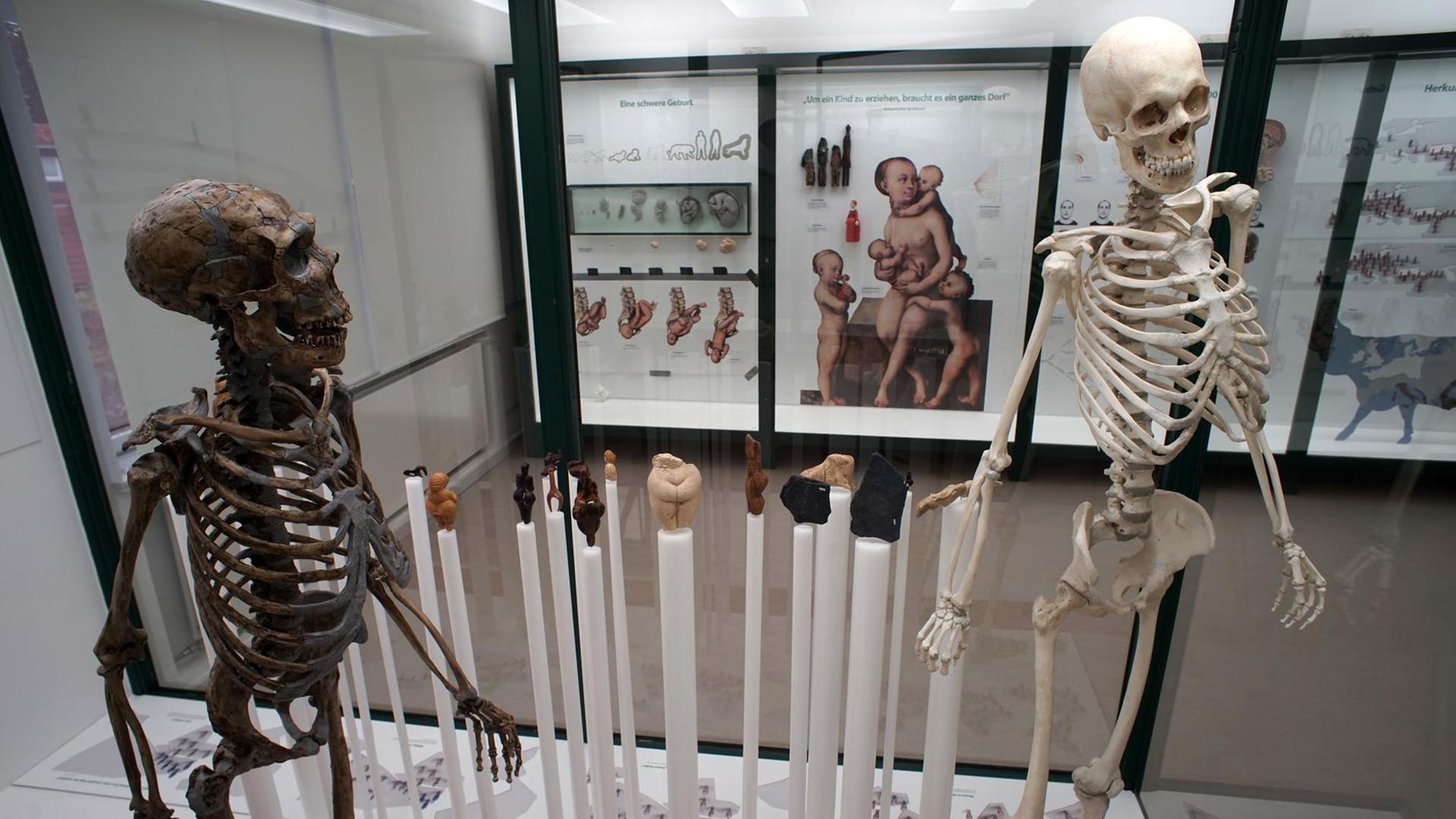 Ausstellung der zur Evolution des Menschen im Phyletischen Museum der Uni Jena.