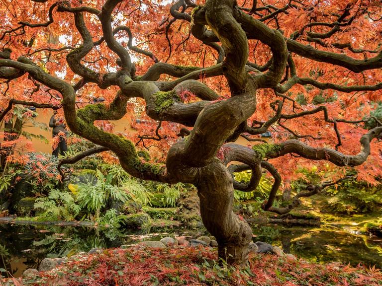 Ein knorriger Baum mit roten Blättern.