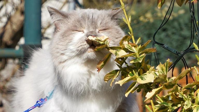 Eine grau-weiße Katze schnuppert mit geschlossenen Augen an einem Blatt.