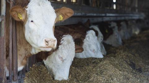 Sollte Tierschutz in den Ställen oberstes Gebot werden?