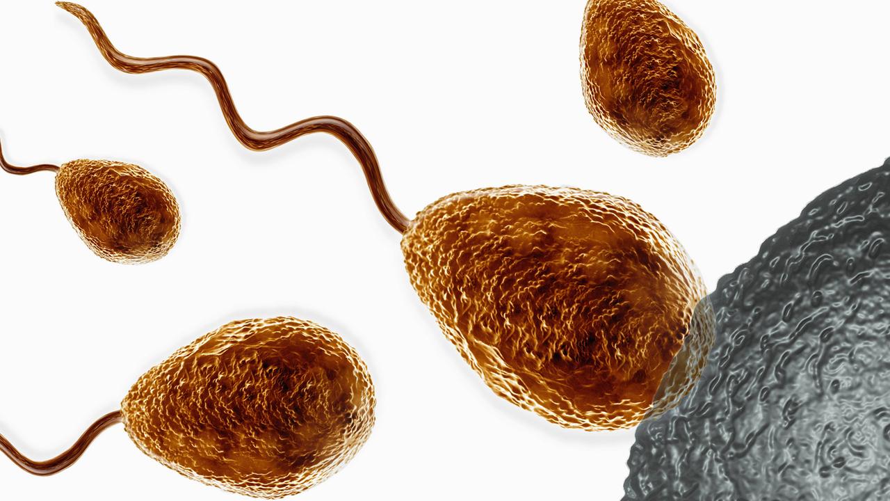 Illustration: Befruchtung einer Eizelle durch Spermien
