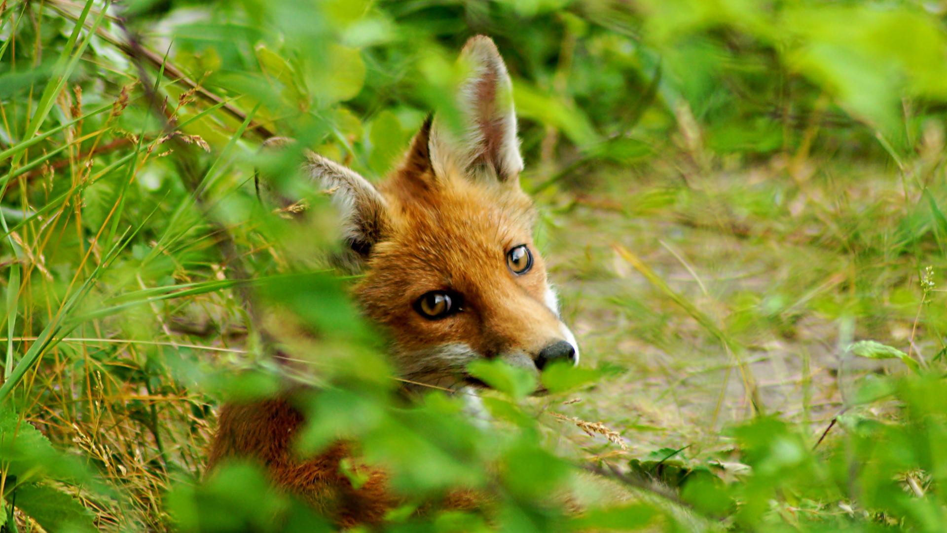 Das Hörspiel "Jagd auf Tilla Fuchs" ist aus der fantastischen Fabel "Lady into Fox" von David Garnett.