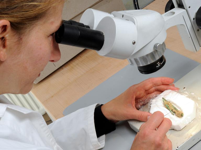 Eine Wissenschaftlerin blickt durch ein Mikroskop auf bronzene Nadeln